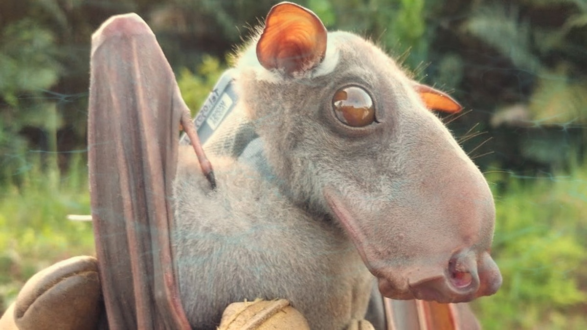 Услышали кваканье переходящее в кряканье, поздравляю вы посетили брачную церемонию. (Кофейные мысли) Молотоголовый крылан, летучая собака