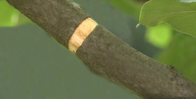 Фото: из архива владимирского филиала Россельхозцентра