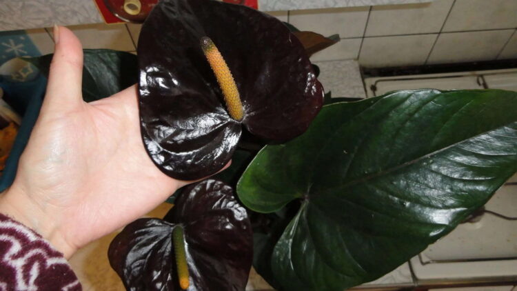 Антуриум Андре сорта Блэк Бьюти  📷
