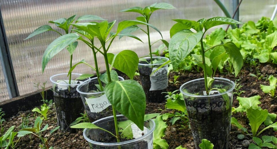    РИА «Новости»