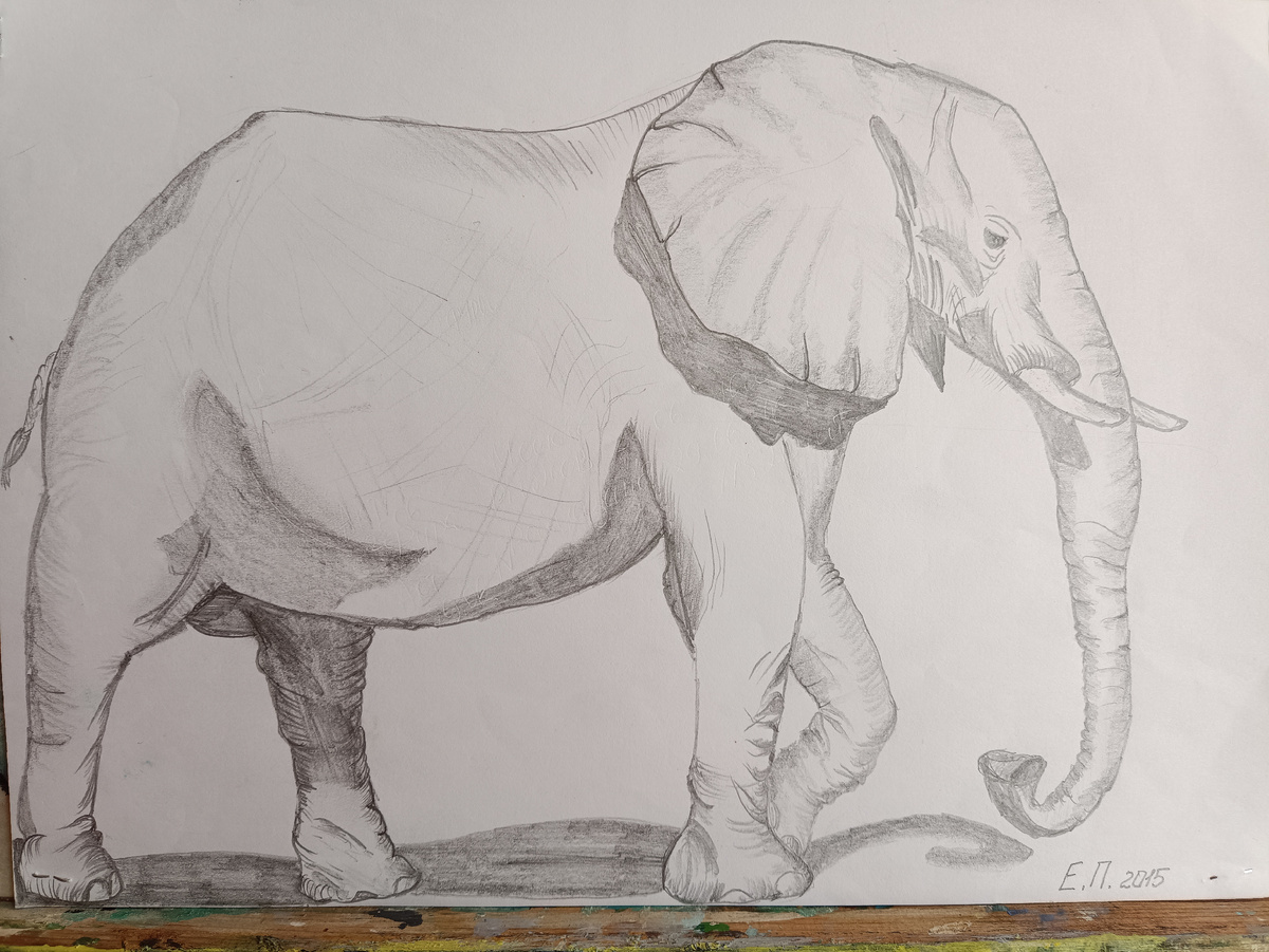 Фото автора. Слон карандашом