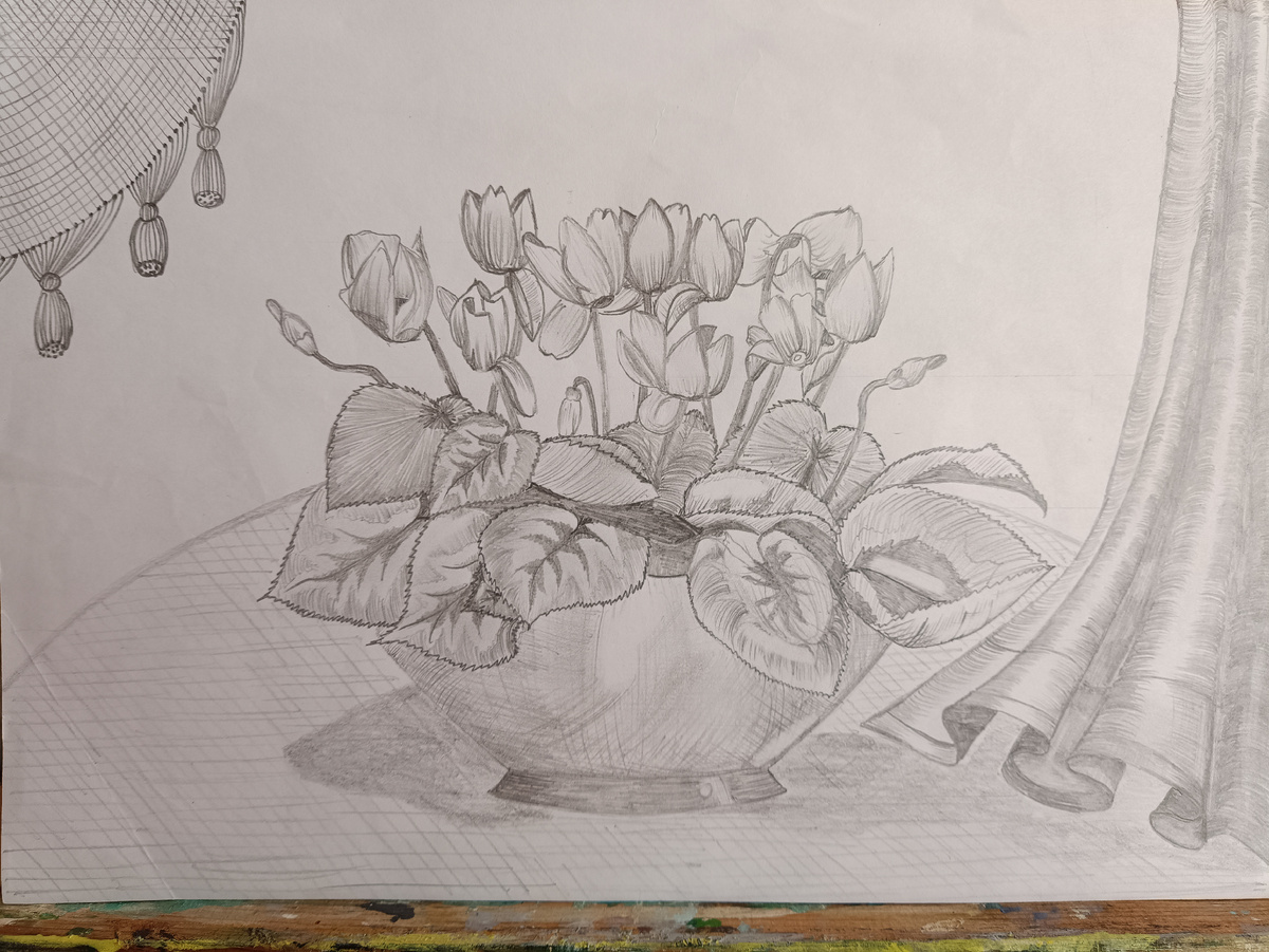 Фото автора. Цикламены карандашом