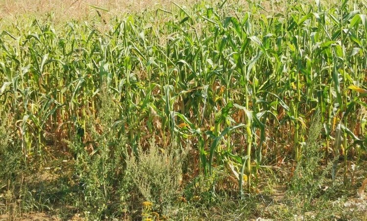    Инсектициды могут способствовать ускользанию семян сорняков от биологического контроля