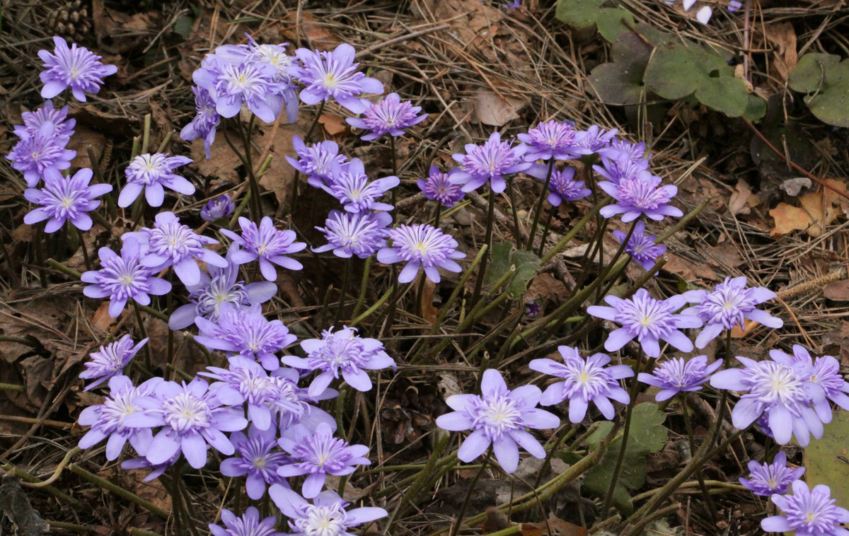 Печёночницы в саду Елены Грошавень