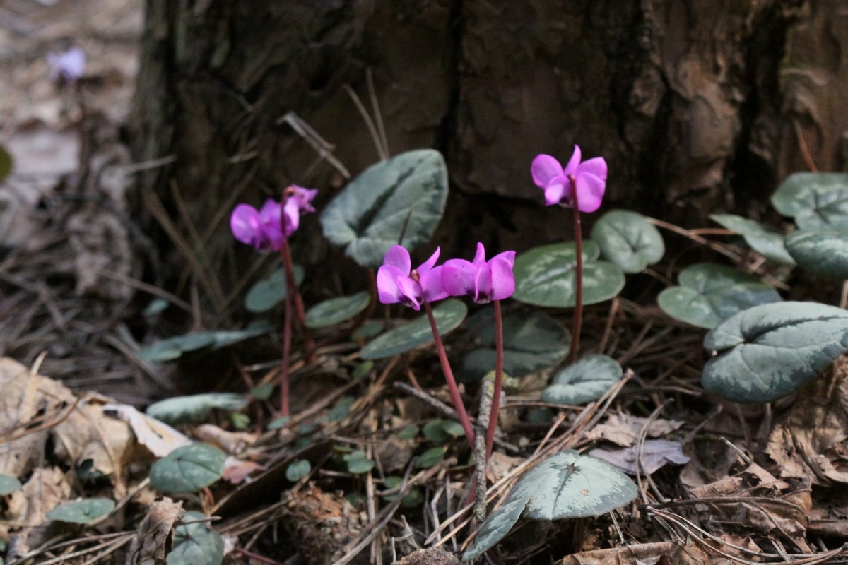 Цикламены в саду Елены Грошавень