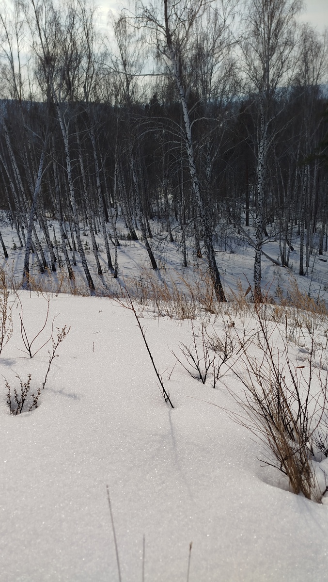 Зима в лесу