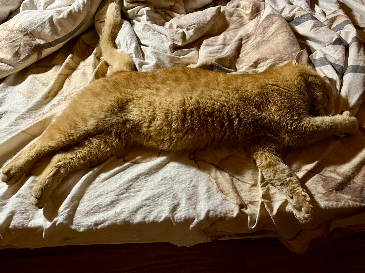 Рыжков, он же Рыжка, он же Рыжулька, он же Рыжулькин-друг притомился