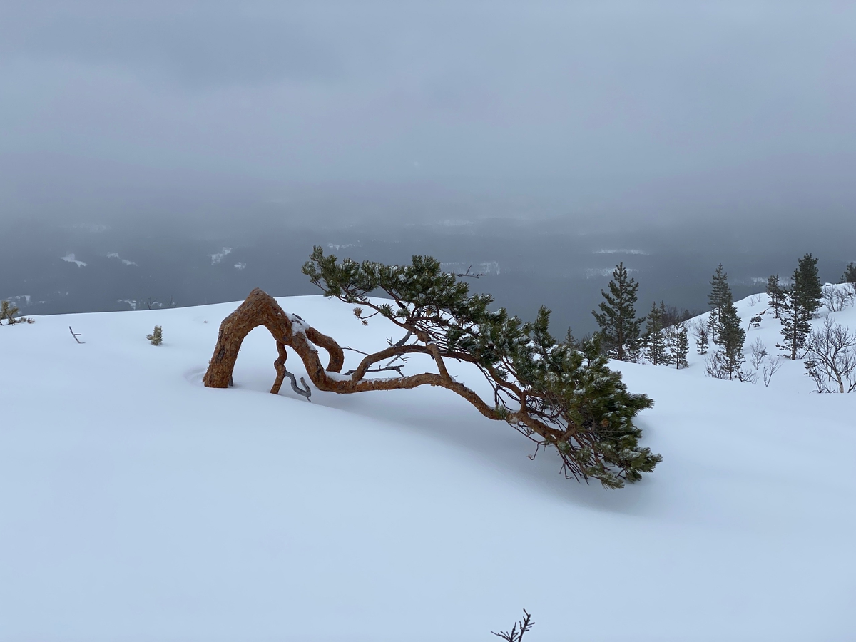 Колвицкие тундры зимой