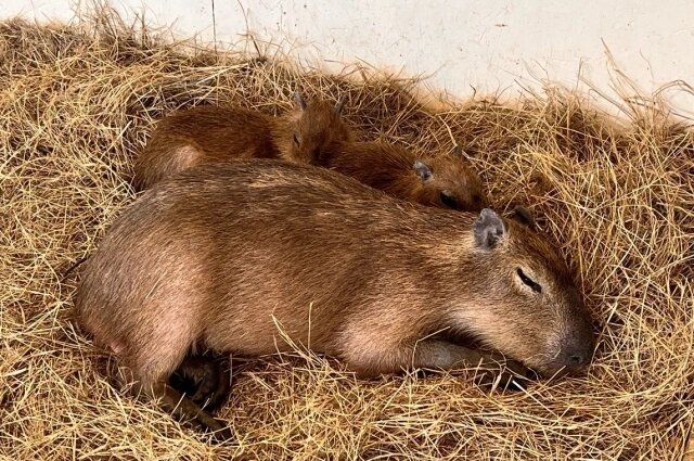    Фото: АиФ-Ростов/ Наина Гарифуллина