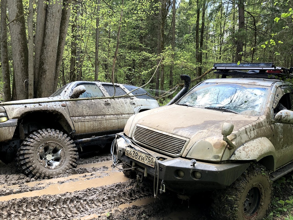 История происхождения движения трофи