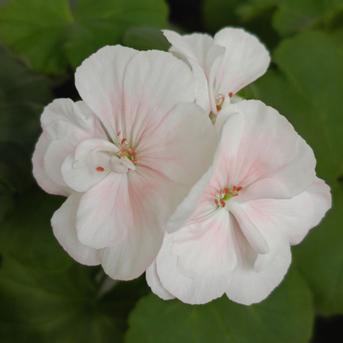 Пеларгония. Фото автора.