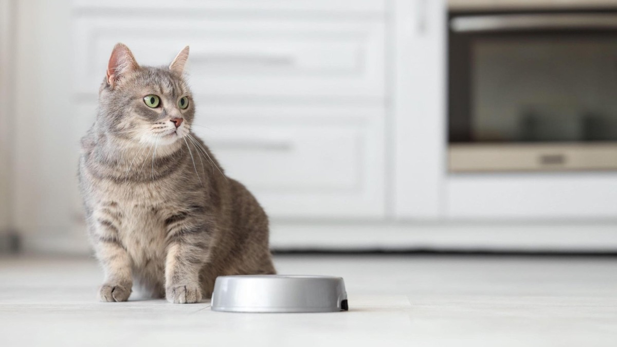    Запомните: кошки не могут переваривать углеводы так же эффективно, как люди. Поэтому никакого картофельного пюре или макарон на ужин!