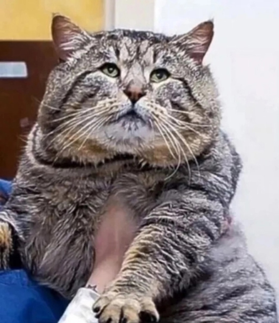 иллюстрация из яндекс картинки.