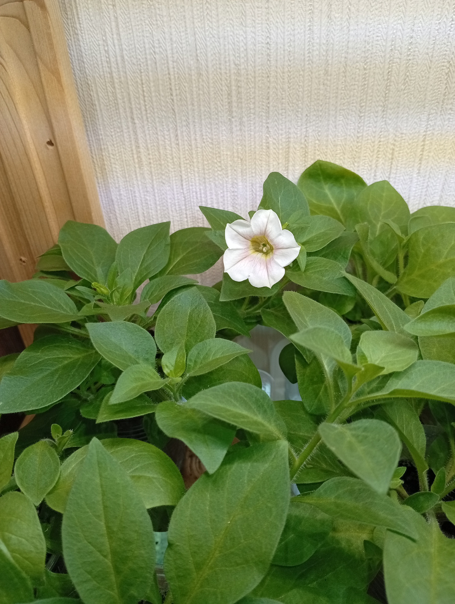 Цветок немного отличается по цвету, но может еще загорит под лампой?