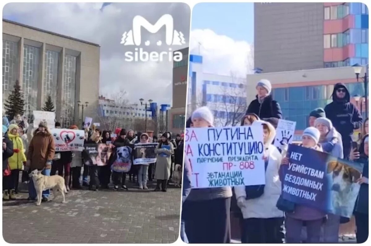    Митинг против закона об убийстве бездомных собак прошёл в Новосибирске