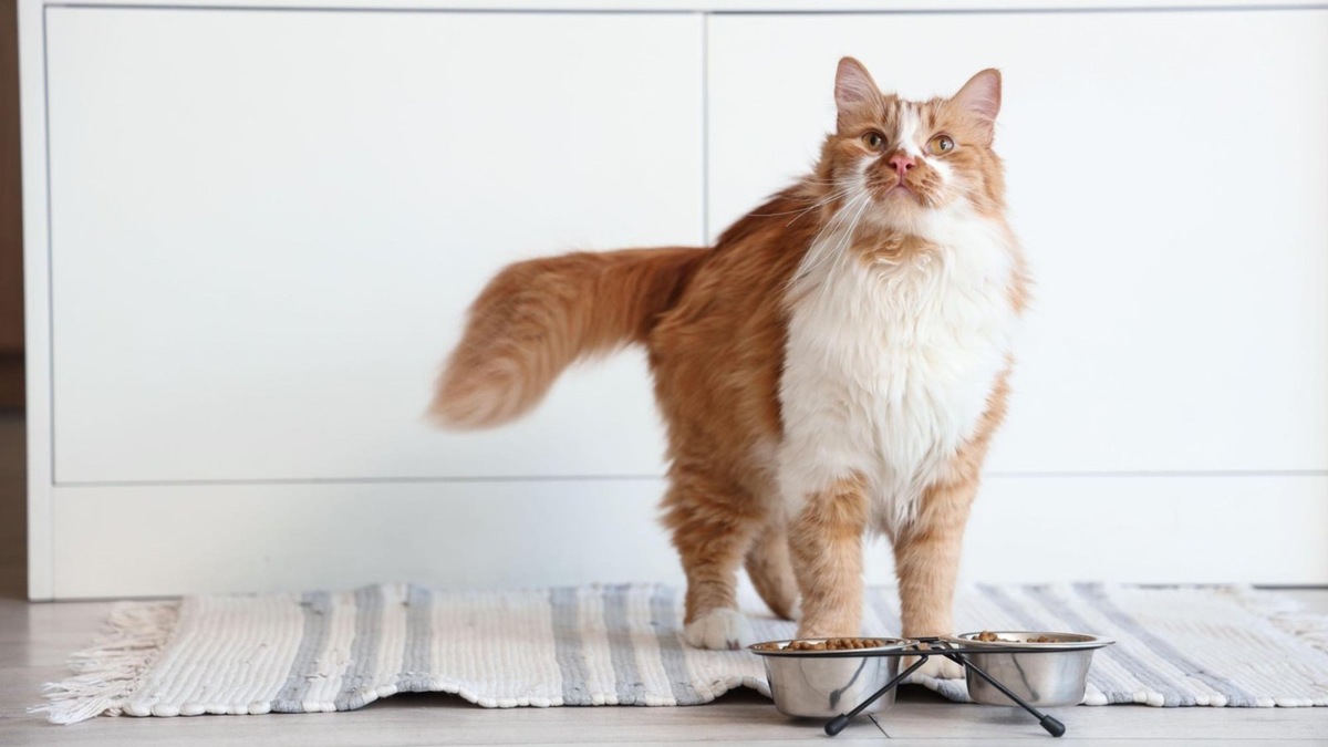    Миски на небольшой подставке помогают кошке есть в более естественном положении и снижают риск срыгивания.