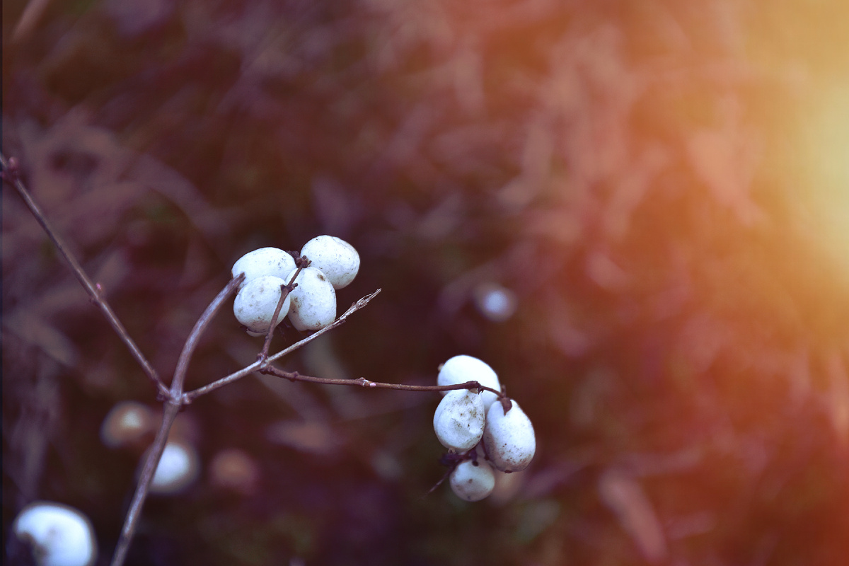 "Весеннее пробуждение Снежноягодника". Копирование фотографий запрещено. Контент является интеллектуальной собственностью. Защищён авторским правом.