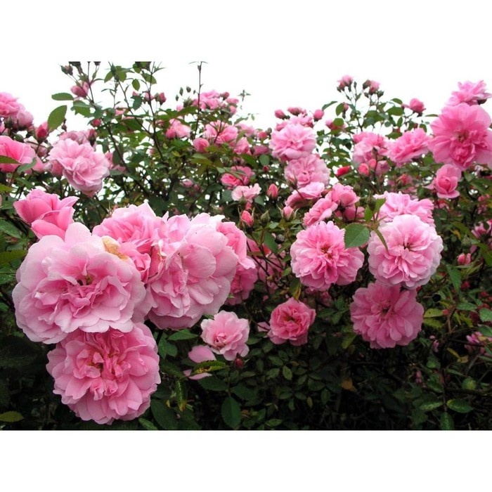 Rose park "John Davis"гибрид Kordesii, оригинатор Svejda, "выпущен в свет" в 1986.