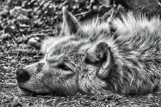 Фото из Яндекса