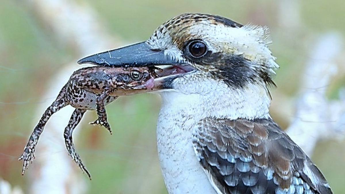 Кукабарра – эта хищная птица, которая никогда не отступает Единственная птица пение которой вещают утром по радио Австралии (Кофейные мысли). Правда милое создание