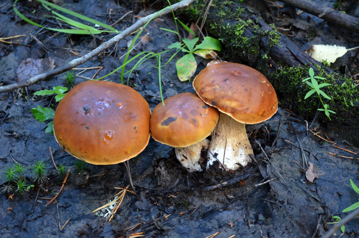 Пойменники. Берёзовые белые грибы