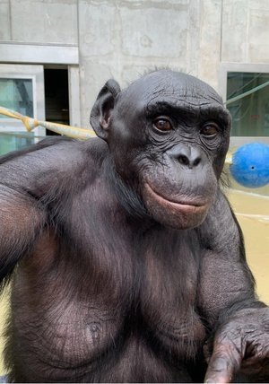    Фото: природоохранный и исследовательский центр Ape Initiative