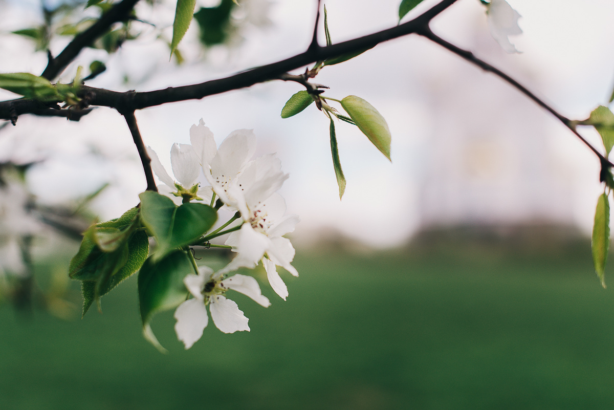 Цветение яблонь в весенний период - весеннее обострение
