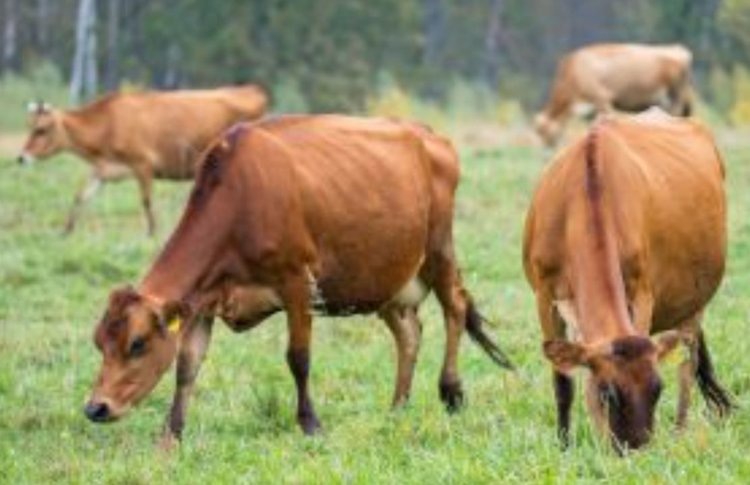    Вспышку ящура в Словакии прокомментировал Россельхознадзор