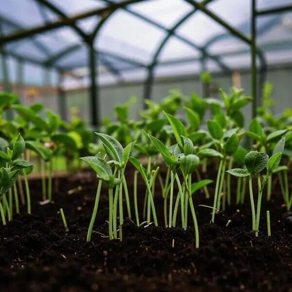   Первая зелень в теплице. Советы от AzaliaNow Мария Казённова