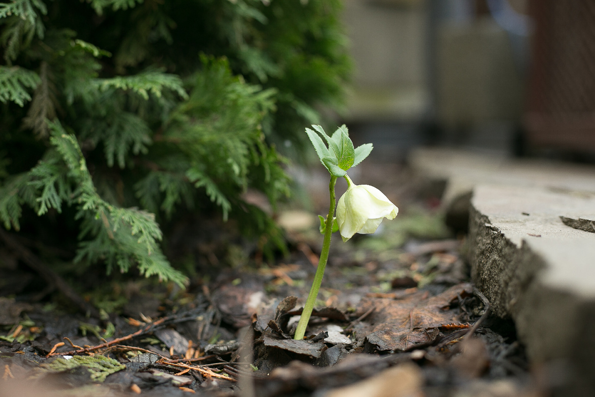 Автор фото Елена Якимова / Greenfingers