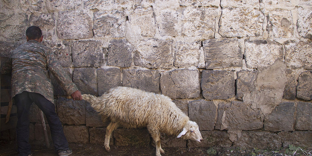 Зачем христиане Армении приносят в жертву баранов, быков и петухов: язычество в армянском христианстве