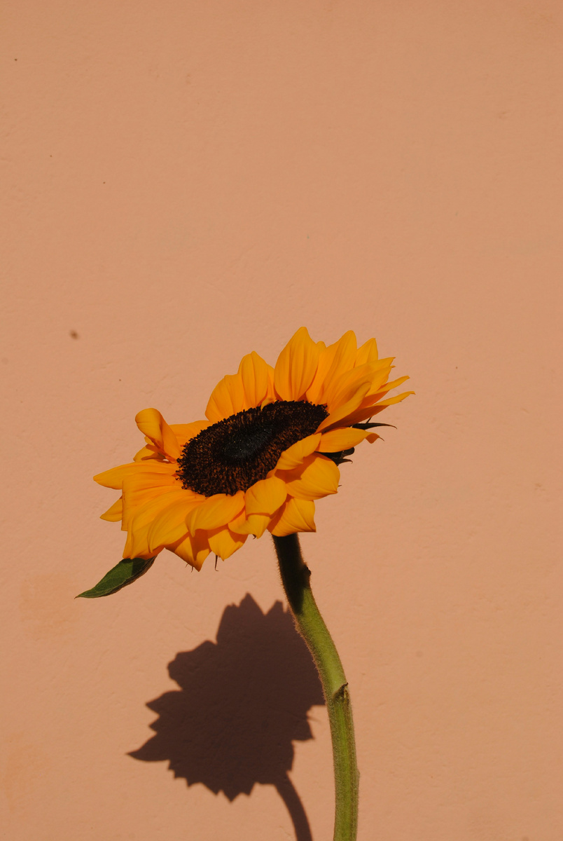 Photo by <a href="https://unsplash.com/@curiousjorge?utm_content=creditCopyText&utm_medium=referral&utm_source=unsplash">Jose Castillo</a> on <a href="https://unsplash.com/photos/a-sunflower-casts-a-shadow-on-a-wall-sgVBNYwgzQI?utm_content=creditCopyText&utm_medium=referral&utm_source=unsplash">Unsplash</a>
      