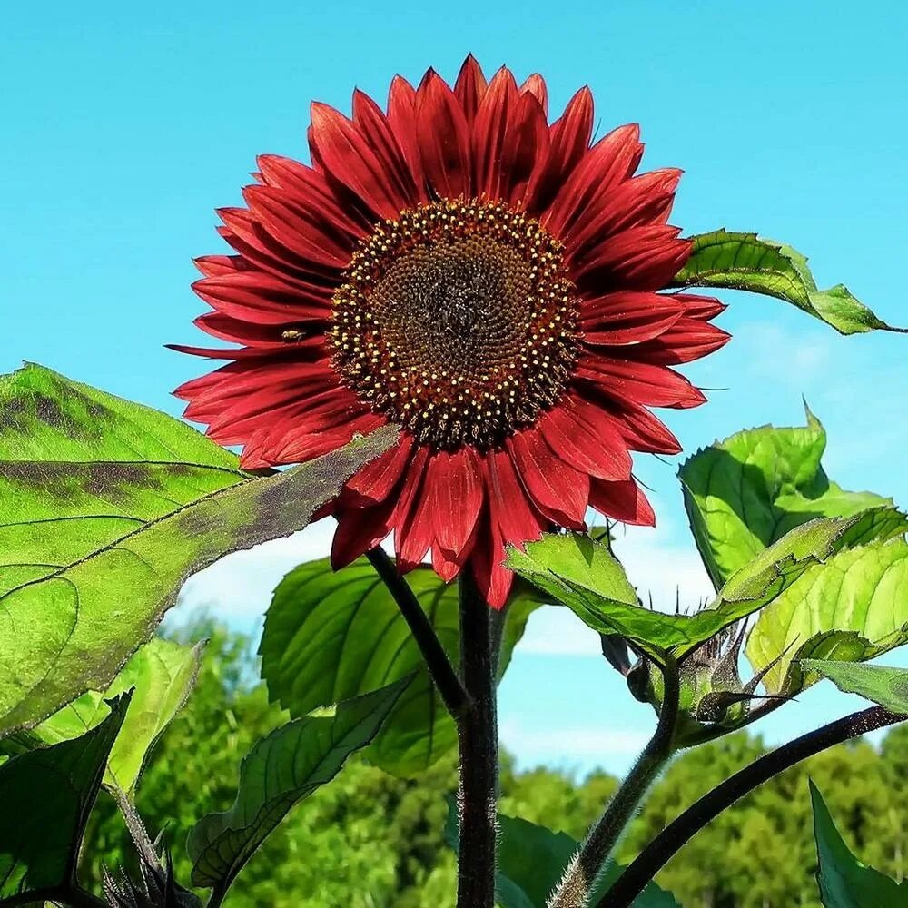 Красно солнышко