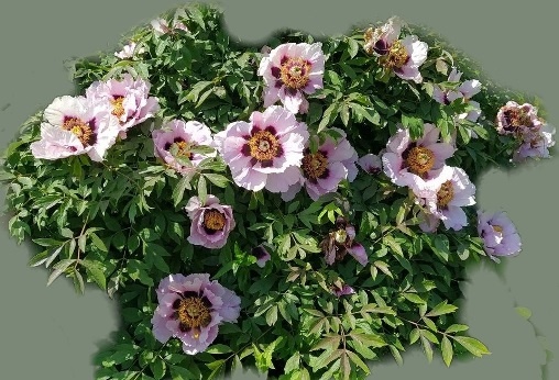 пион  Анастасия Сосновец 