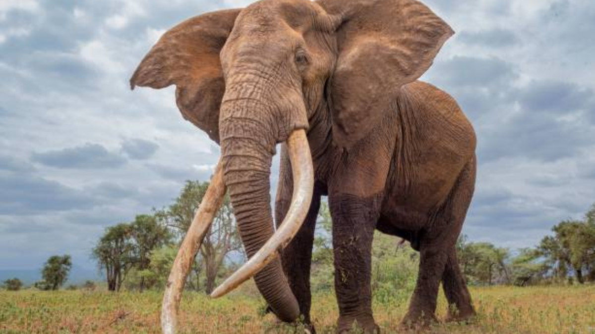 Африканский слон