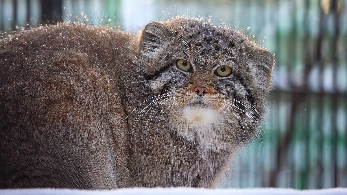    Фото: Новосибирский зоопарк