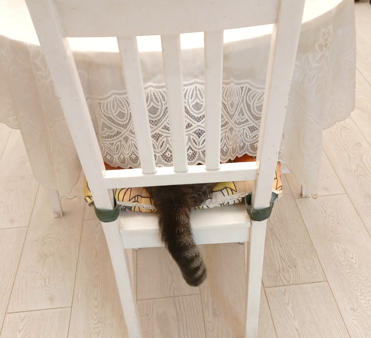 Толстый хвостик Барсика