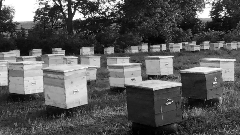 фото для примера/ на фото пасека автора блога (а точнее моего мужа) 2019 год (это просто фото, потому что в статье оно должно быть, не ищите сходства с пасеками 1940-х годов ,пожалуйста)