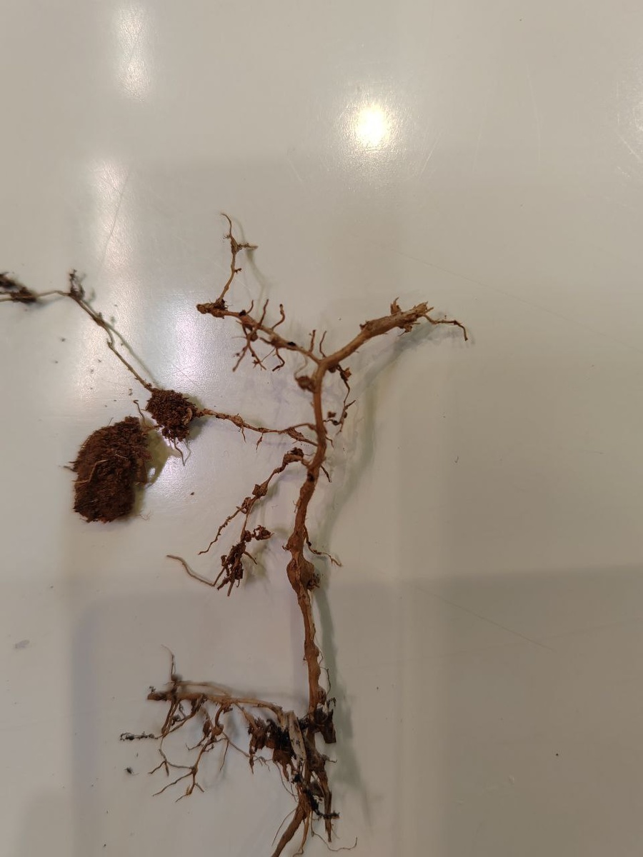 Нематода на корнях десмодиума, фото взято с тг канала Бонсай. автор Алина