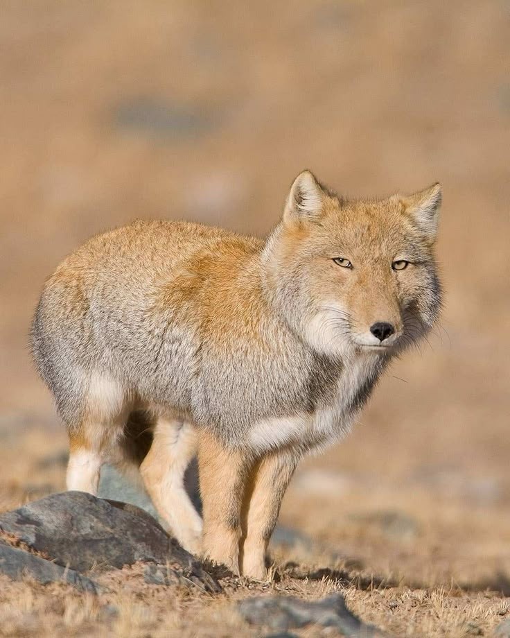 Фото Тиботской лисы