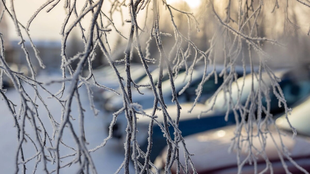    Фото: Федор Воронов/«Ямал-Медиа»