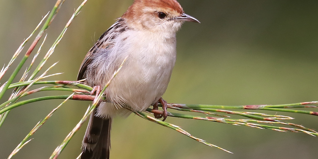 Краснохвостая цистикола / Cisticola rufilatus