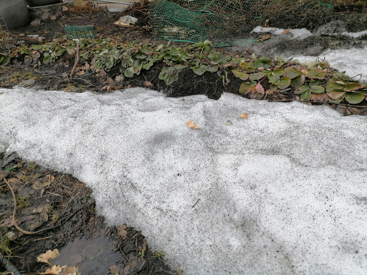 Земляника посажена на гребень у дома, оттаяла рано, фото автора