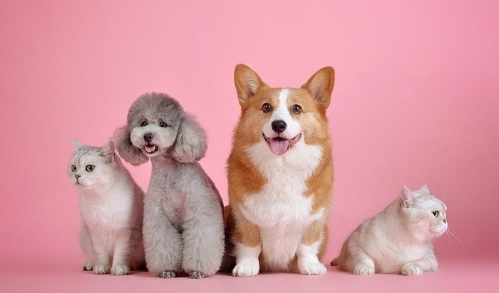    Ученые доказали, что у кошек бывают друзья