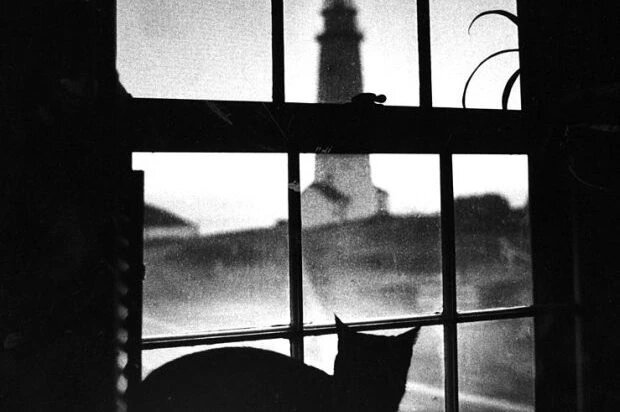 Кошка смотрит в окно на маяк вдалеке. (Фото: Stan Grossfeld/The Boston Globe via Getty Images)