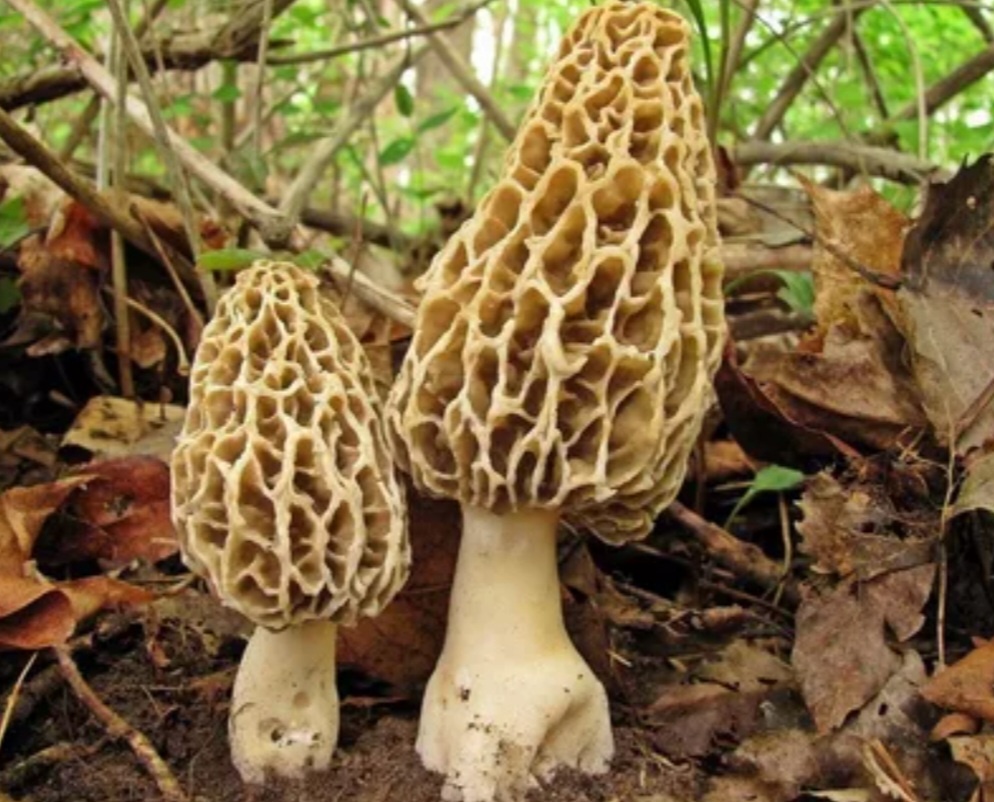 Сморчок обыкновенный, Morchella esculenta