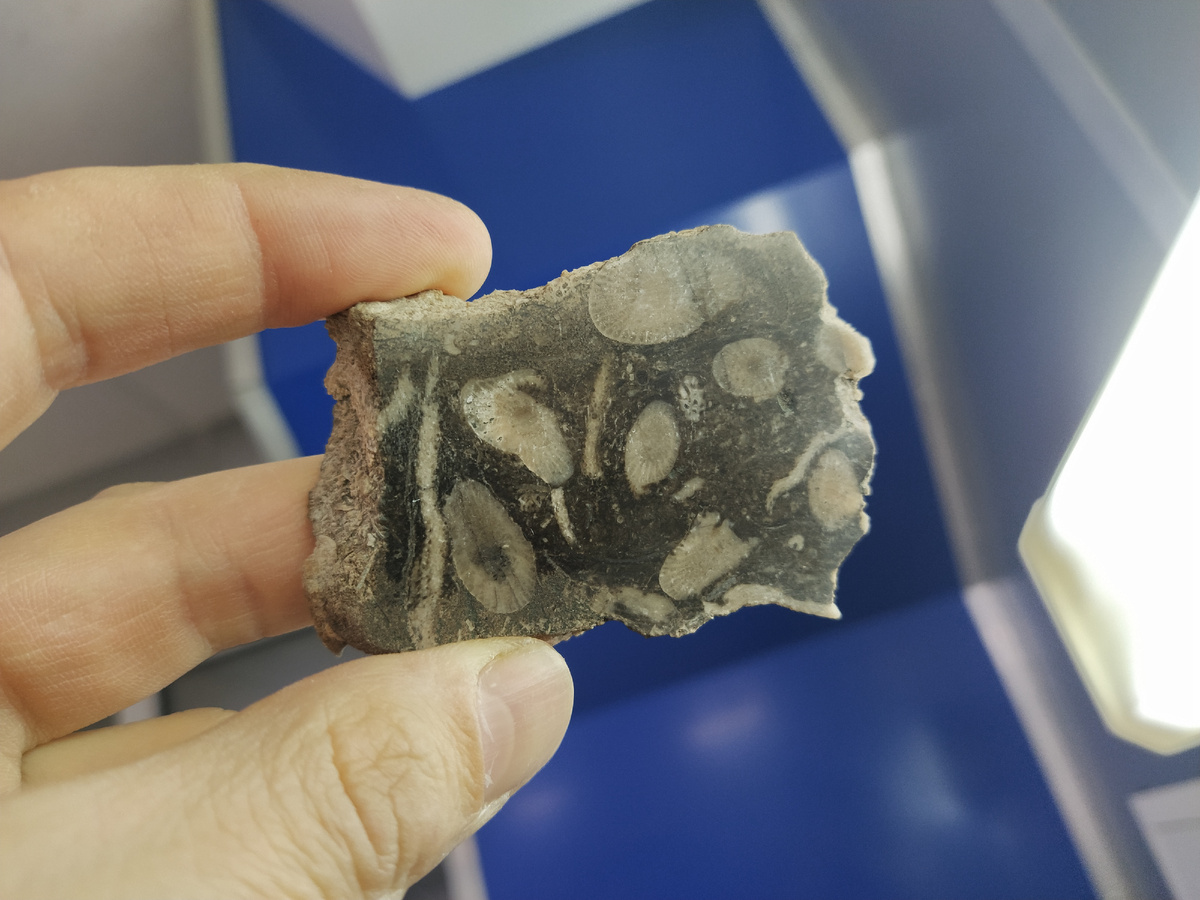 Камень с кораллами из пещеры в Симе "Коралловый риф"