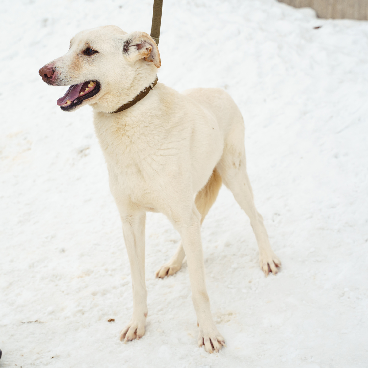 Большинство бездомных собак НЕ агрессивны.