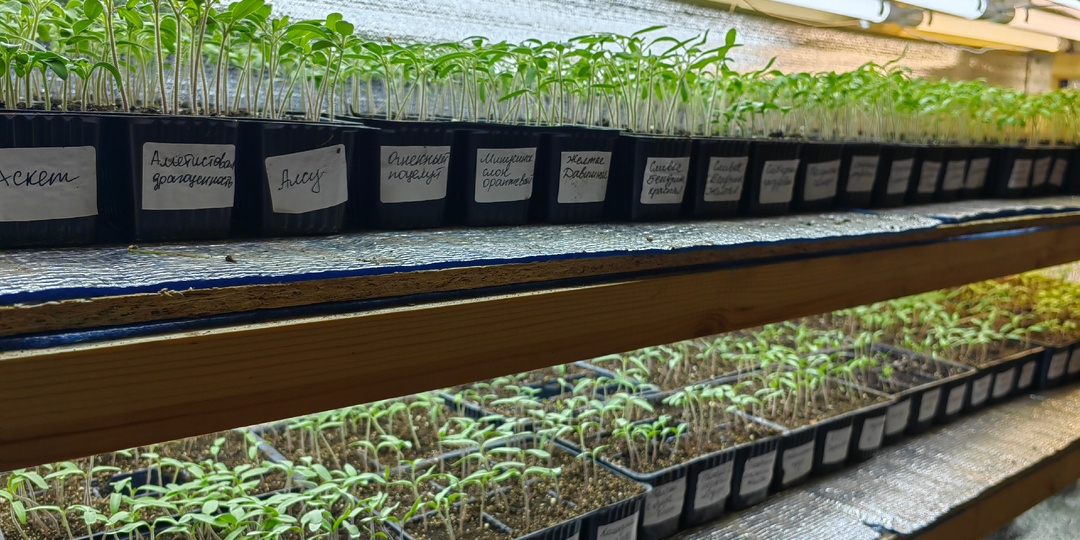 Как и когда правильно сеять томаты на рассаду. Сезон 2025