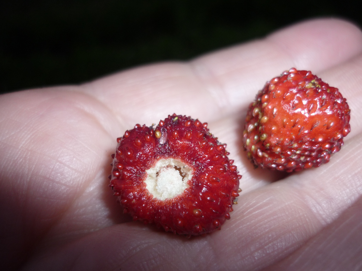 Ягодки земляники. Крупные. Вкусные. Выращенные на любимой даче. Фото из личного архива.